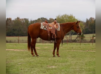 Quarterhäst, Valack, 12 år, 152 cm, Fux