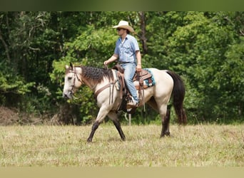 Quarterhäst, Valack, 12 år, 152 cm, Gulbrun