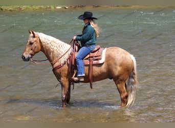 Quarterhäst, Valack, 12 år, 152 cm, Palomino
