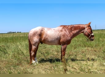 Quarterhäst, Valack, 12 år, 152 cm, Rödskimmel