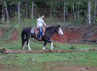 Quarterhäst, Valack, 12 år, 152 cm, Svart