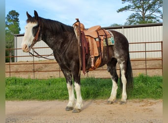 Quarterhäst, Valack, 12 år, 152 cm, Svart