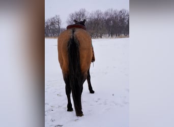 Quarterhäst, Valack, 12 år, 155 cm, Black