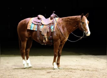 Quarterhäst, Valack, 12 år, 155 cm, Fux