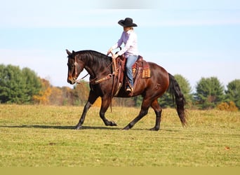 Quarterhäst, Valack, 12 år, 155 cm, Mörkbrun