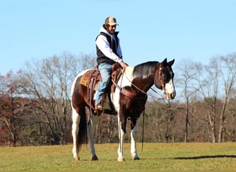 Quarterhäst, Valack, 12 år, 157 cm, Brun