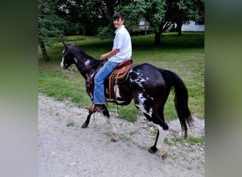 Quarterhäst, Valack, 12 år, 157 cm, Overo-skäck-alla-färger