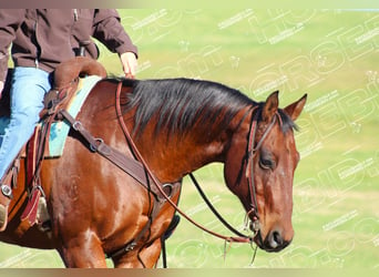 American Quarter Horse, Wallach, 12 Jahre, 160 cm, Rotbrauner