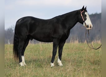 Quarterhäst, Valack, 12 år, 160 cm, Tobiano-skäck-alla-färger