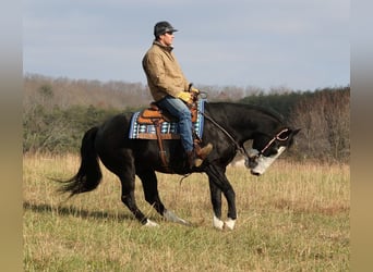 Quarterhäst, Valack, 12 år, 160 cm, Tobiano-skäck-alla-färger