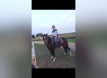 Quarterhäst, Valack, 12 år, Brun