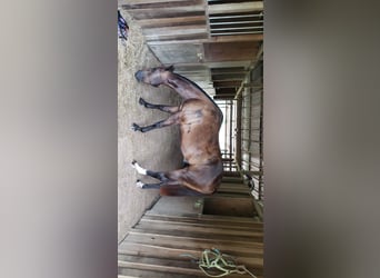 American Quarter Horse Blandning, Wallach, 12 Jahre, Rappe