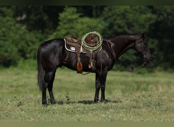 Quarterhäst, Valack, 13 år, 155 cm, Svart