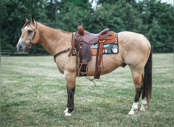 Quarterhäst Blandning, Valack, 13 år, 157 cm, Gulbrun