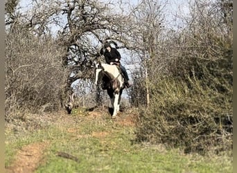 Quarterhäst, Valack, 13 år, 157 cm, Tobiano-skäck-alla-färger