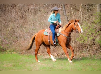 Quarterhäst, Valack, 13 år, 160 cm, Overo-skäck-alla-färger