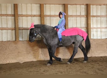 Quarterhäst, Valack, 13 år, 173 cm, Konstantskimmel