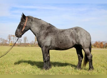 Quarterhäst, Valack, 13 år, 173 cm, Konstantskimmel