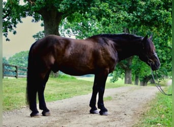 Quarterhäst, Valack, 13 år, 175 cm, Svart