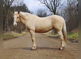 Quarterhäst, Valack, 13 år, Palomino