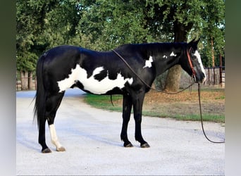 Quarterhäst, Valack, 14 år, 147 cm, Overo-skäck-alla-färger