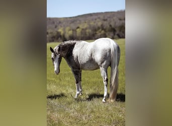Quarterhäst, Valack, 14 år, 150 cm, Grå