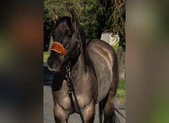 Quarterhäst, Valack, 14 år, 152 cm, Black