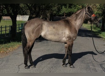 Quarterhäst, Valack, 14 år, 152 cm, Black