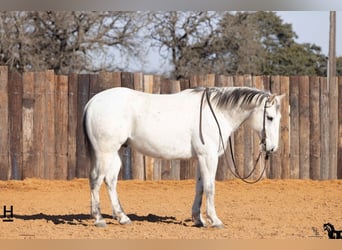 Quarterhäst, Valack, 14 år, 152 cm, Grå-blå-brun