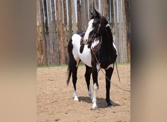 Quarterhäst, Valack, 14 år, 155 cm, Overo-skäck-alla-färger