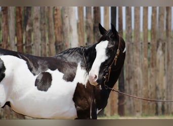 Quarterhäst, Valack, 14 år, 155 cm, Overo-skäck-alla-färger