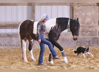 Quarterhäst, Valack, 14 år, 155 cm, Tobiano-skäck-alla-färger
