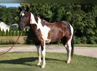 Quarterhäst, Valack, 14 år, 157 cm, Tobiano-skäck-alla-färger