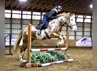 Quarterhäst, Valack, 14 år, 168 cm, Overo-skäck-alla-färger