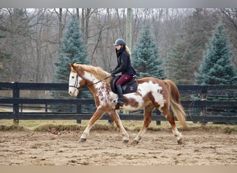 Quarterhäst, Valack, 14 år, 168 cm, Overo-skäck-alla-färger