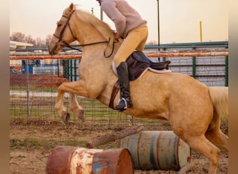 Quarterhäst, Valack, 14 år, Palomino