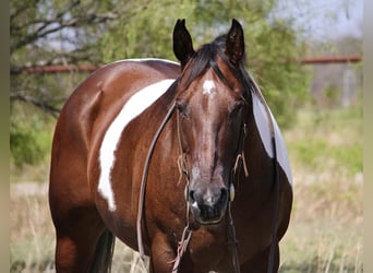 Quarterhäst, Valack, 14 år, Tobiano-skäck-alla-färger