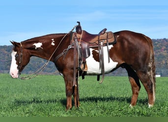Quarterhäst Blandning, Valack, 15 år, 155 cm