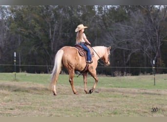Quarterhäst, Valack, 16 år, 152 cm, Palomino