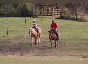 Quarterhäst, Valack, 16 år, 152 cm, Palomino