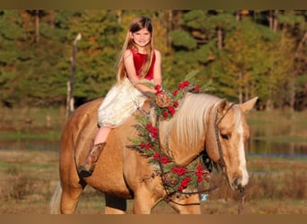 Quarterhäst, Valack, 16 år, 152 cm, Palomino