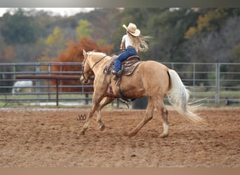 Quarterhäst, Valack, 16 år, 152 cm, Palomino