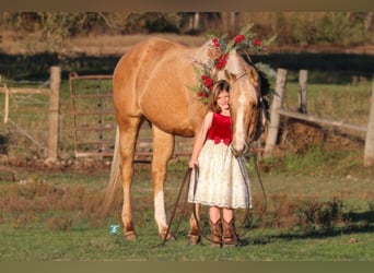 Quarterhäst, Valack, 16 år, 152 cm, Palomino