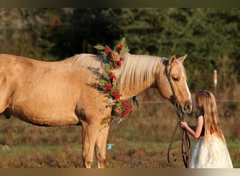 Quarterhäst, Valack, 16 år, 152 cm, Palomino