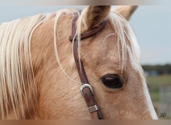 Quarterhäst, Valack, 16 år, 152 cm, Palomino