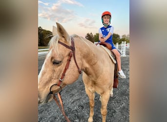 Quarterhäst, Valack, 16 år, 152 cm, Palomino