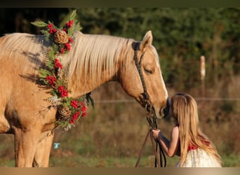 Quarterhäst, Valack, 16 år, 152 cm, Palomino