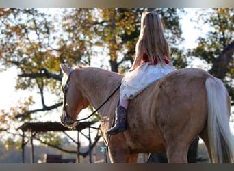 Quarterhäst, Valack, 16 år, 152 cm, Palomino