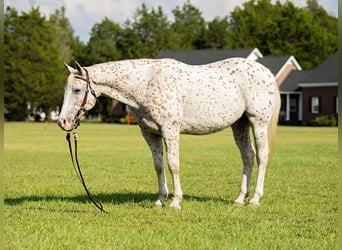 Quarterhäst, Valack, 16 år, 152 cm, Vit