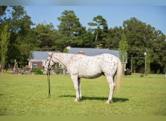 Quarterhäst, Valack, 16 år, 152 cm, Vit